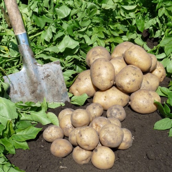 Обновление семян - основной прием повышения урожайности картофеля?